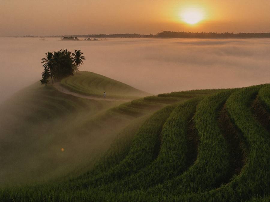 Rice terraces at sunrise